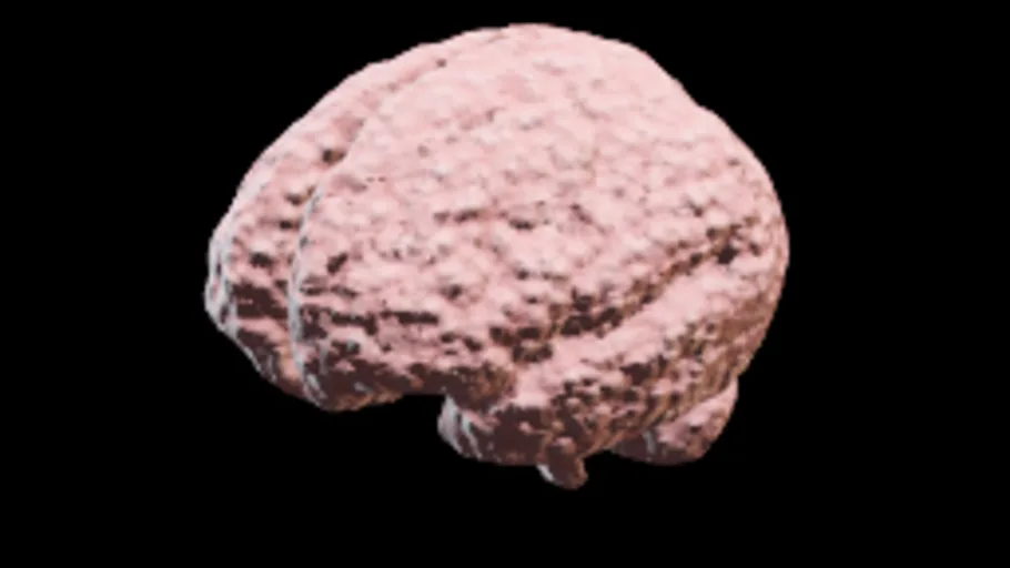 brain