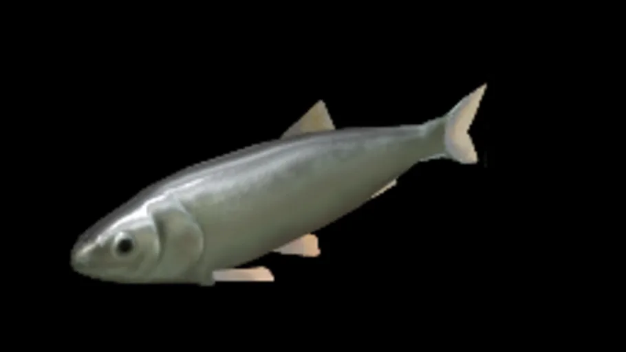 Baltic Herring