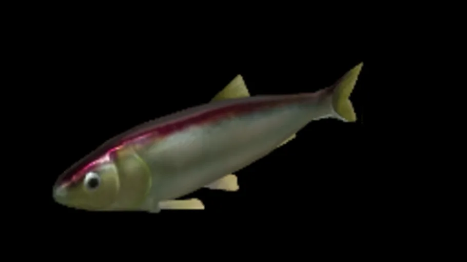 European Herring