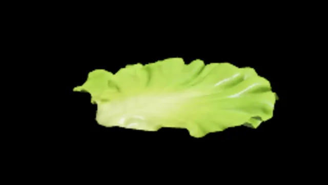 Lettuce Leaf