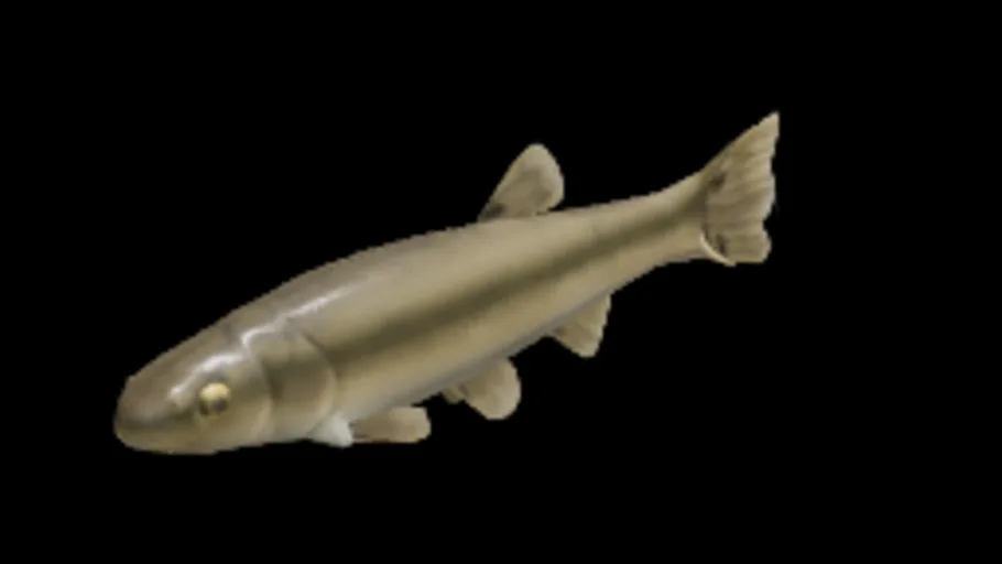 Common Minnow