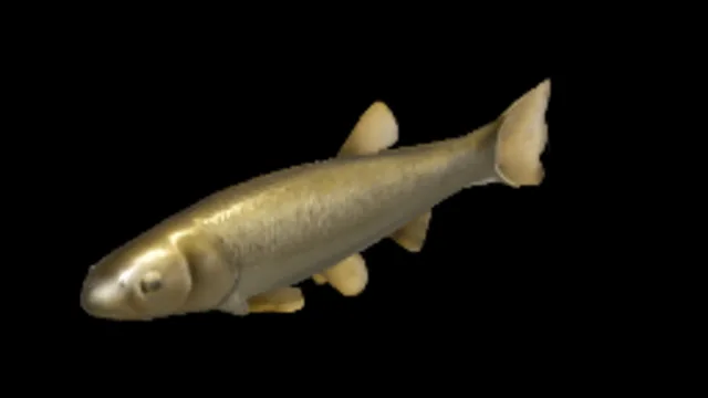 Golden Minnow