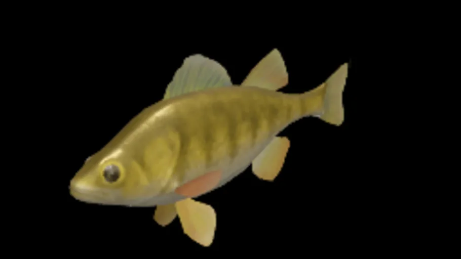 Yellow Perch