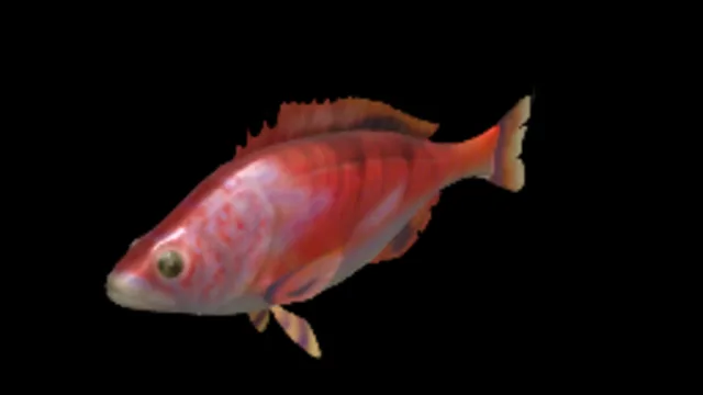 Rainbow Perch