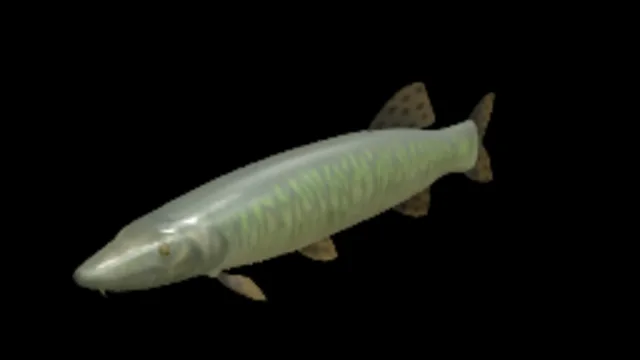 Common Pike