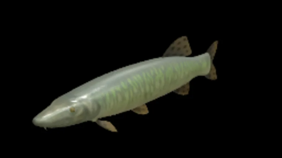 Common Pike