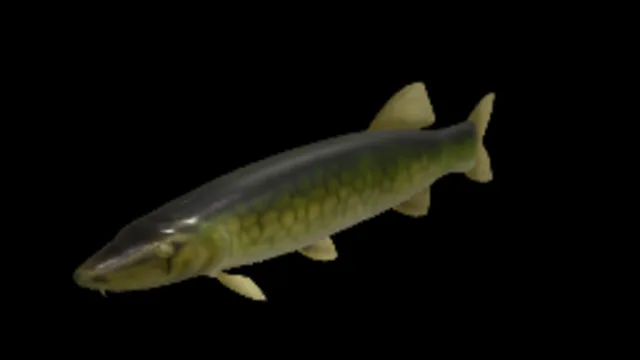 Chain Pickerel
