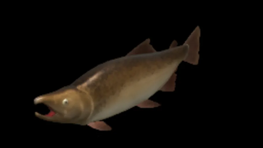Chinook Salmon