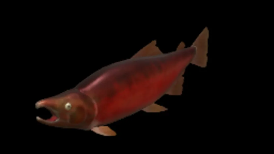 Salmon Coho