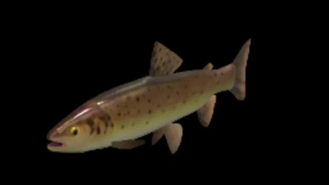 Brown Trout