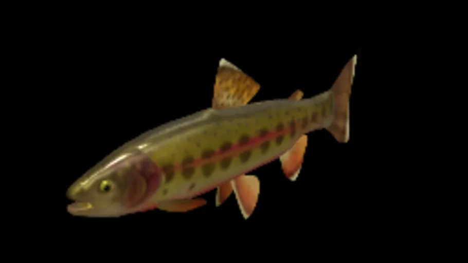 Golden Trout