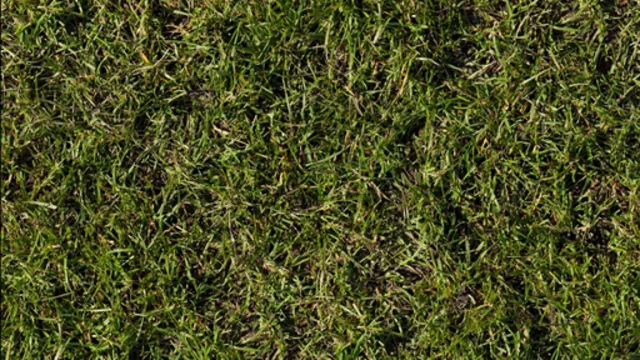Grass