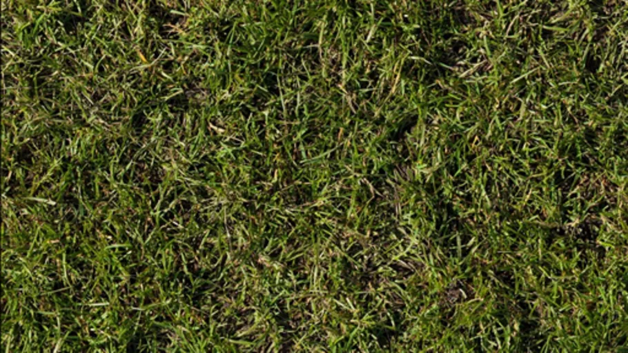 Grass