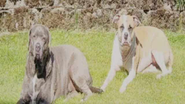 DrakeFruit's Dogs