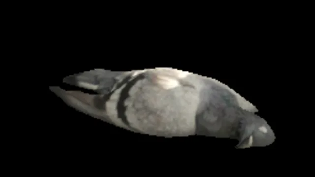 Dead Pigeon