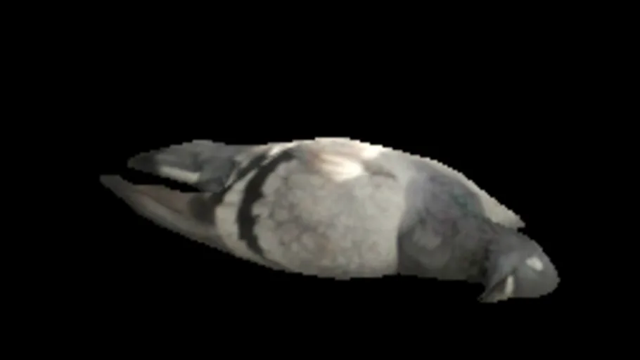 Dead Pigeon