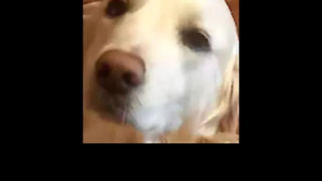 Melba The Golden