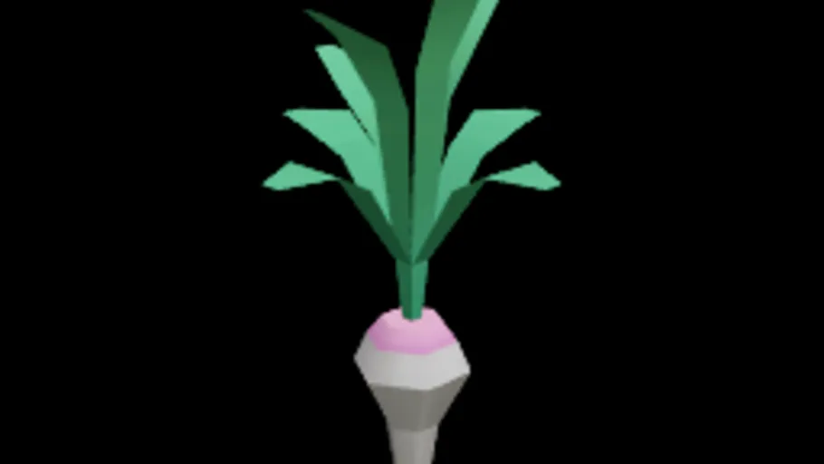 Radish
