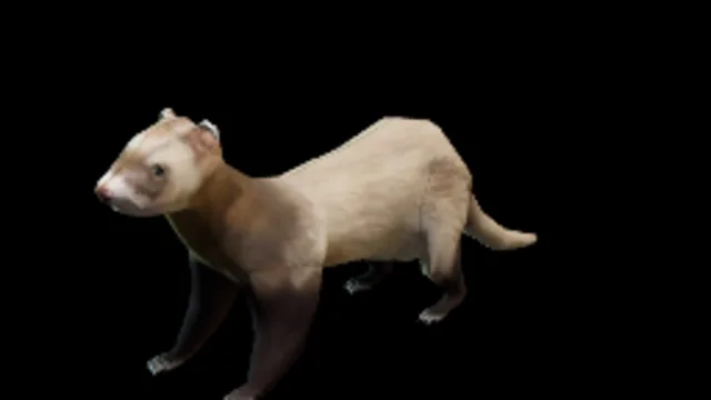 Ferret