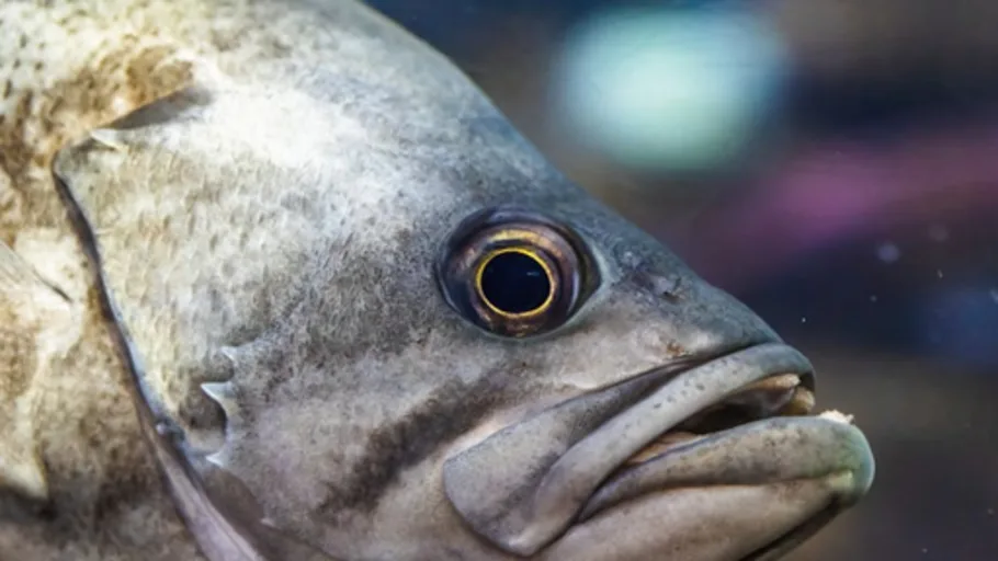 Fishies
