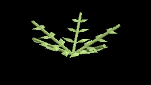 Temperate Bracken
