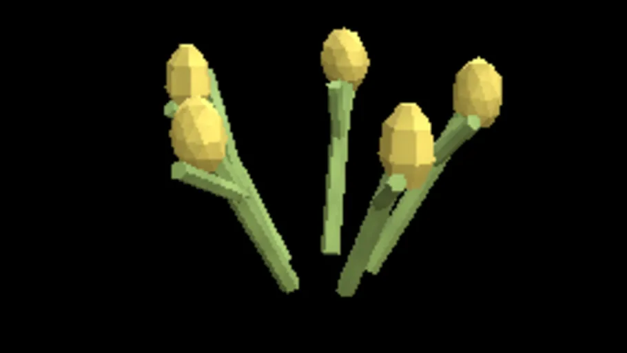 Temperate Broom