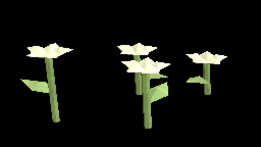 Temperate Yarrow