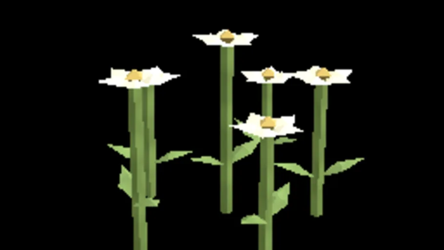 Daisies