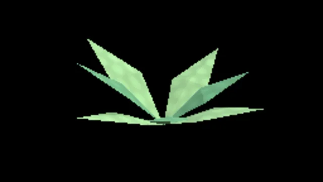 Shrub Monstera