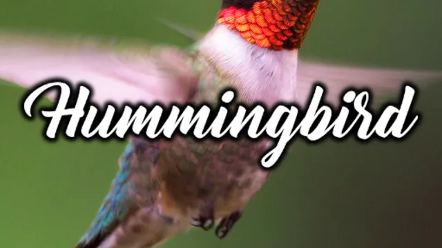 Hummingbird