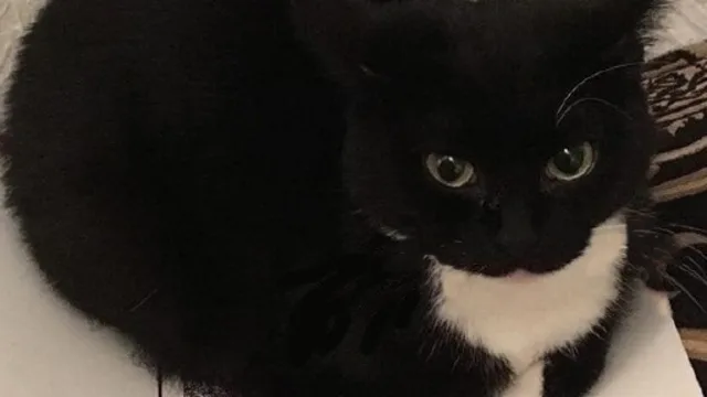maxwell-the-cat-theme