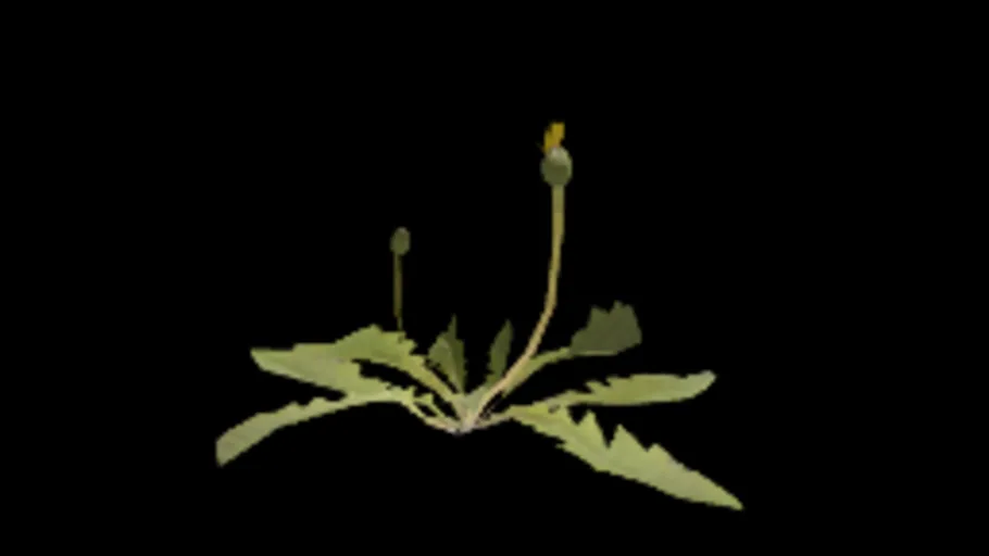 dandelion_01a