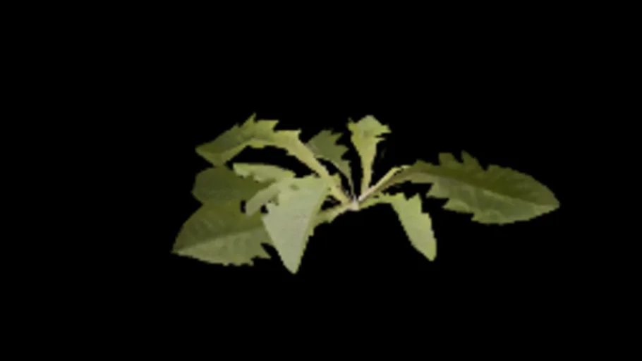 dandelion_01d