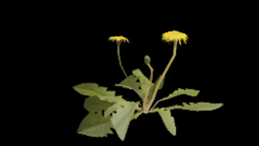 dandelion_01e