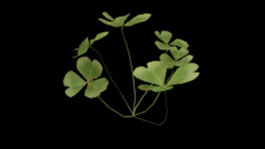shrub_sorrel_01c