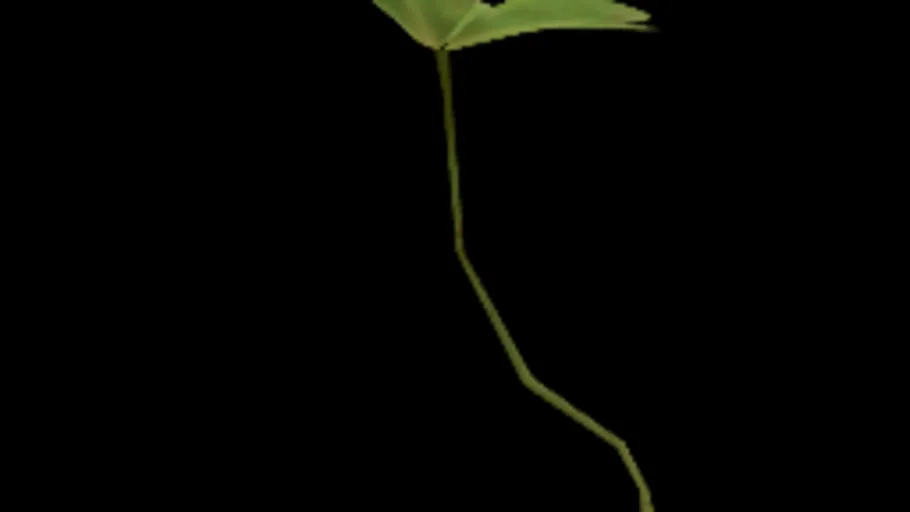 shrub_sorrel_01h