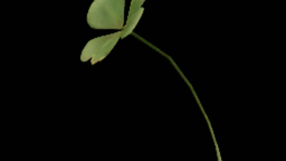 shrub_sorrel_01i