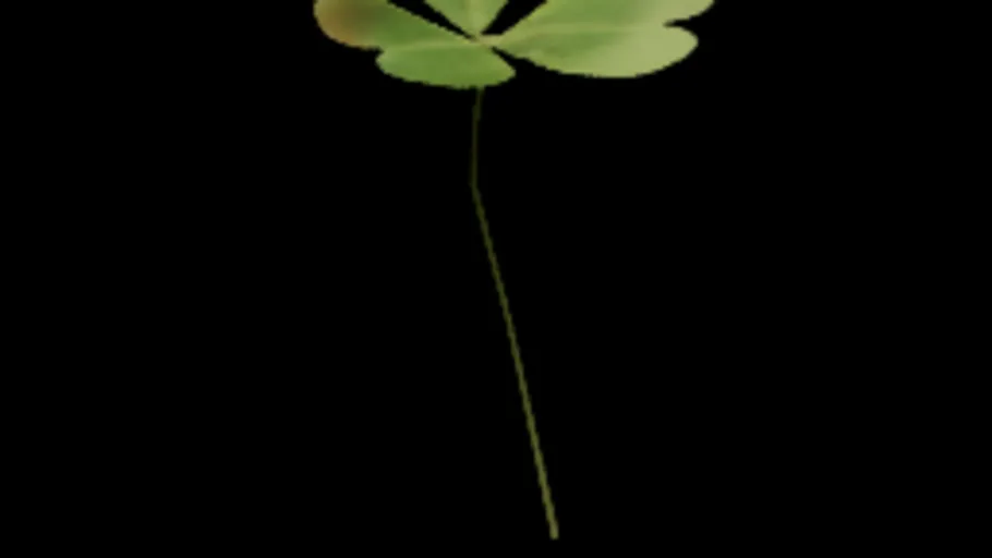 shrub_sorrel_01k