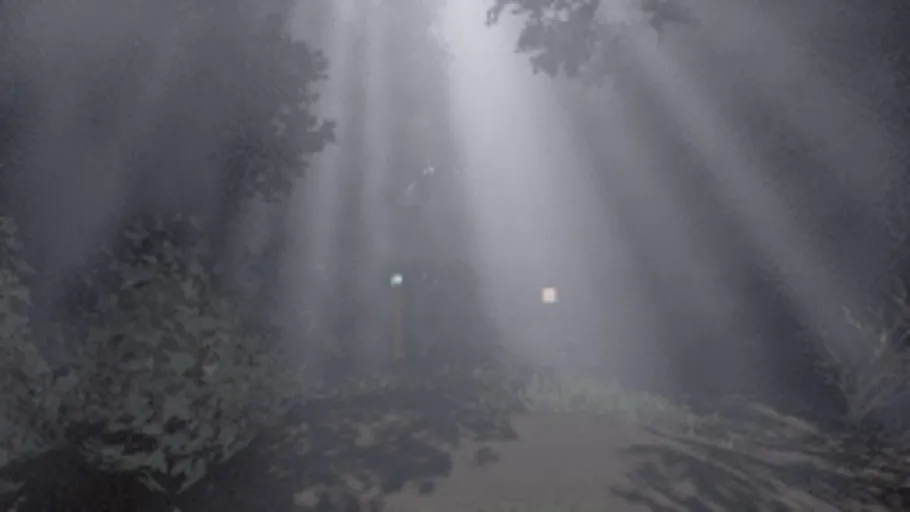 Forest Night