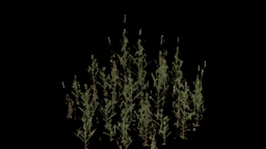 reeds_small