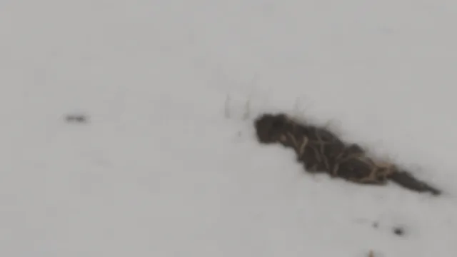 SnowField Skybox