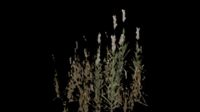 tall_reeds