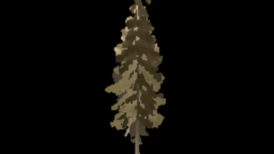 Spruce 01