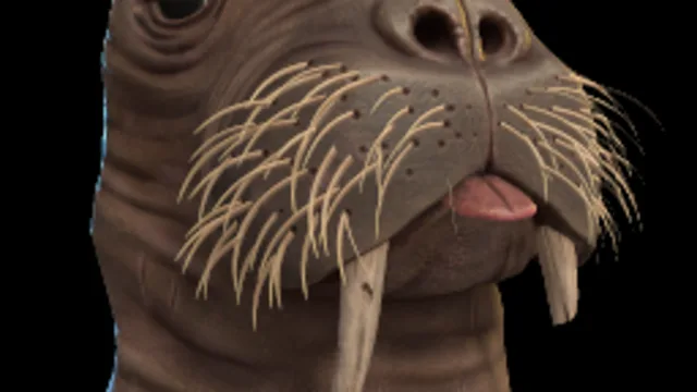 Walrus Head