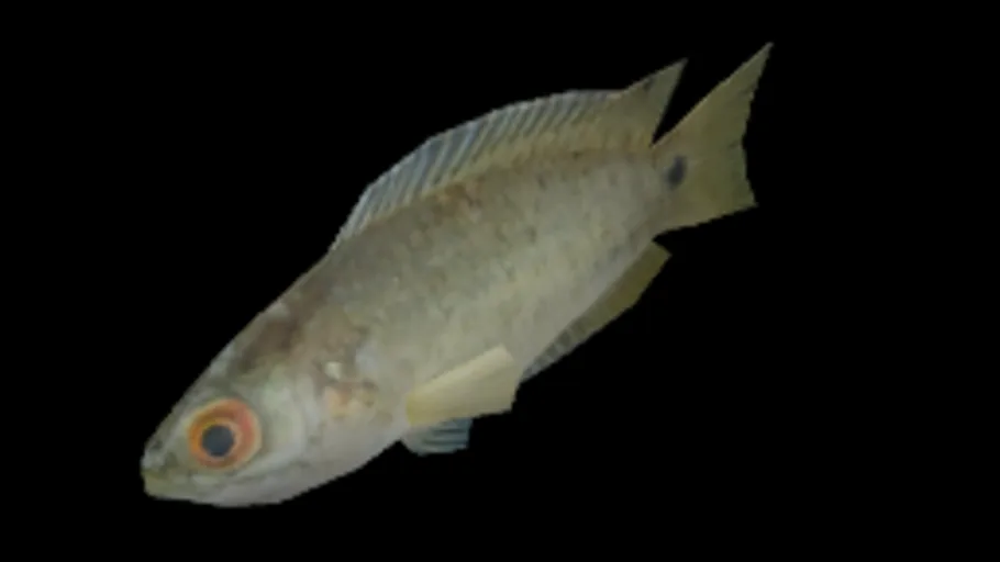 fish