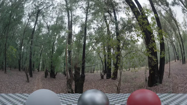 Dark Autumn Forest