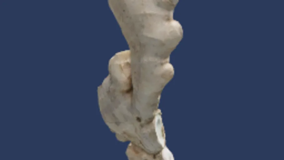 Food Ginger 01