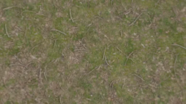 Forest Ground 01