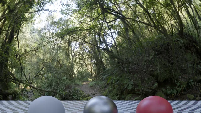 Mossy Forest