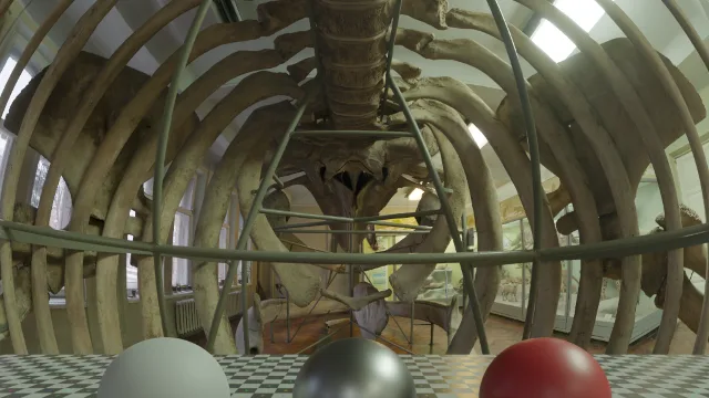 Whale Skeleton